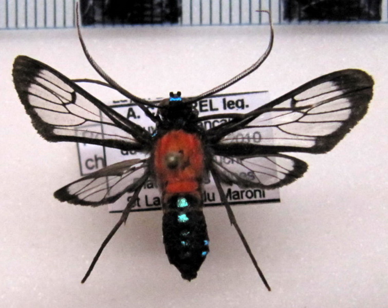  Poecilosoma chrysis  mâle (Hübner, 1823)                              