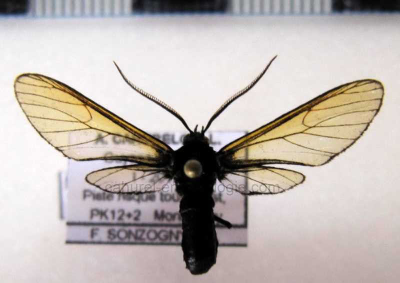  Poecilosoma nigerrimum mâle (Walker, 1865)                              