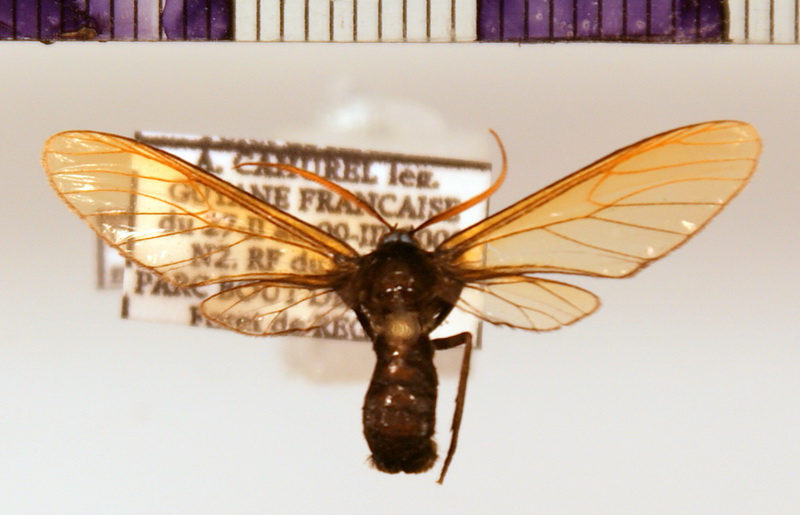 Poecilosoma nigerrimum male (Walker, 1865)