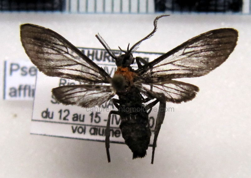   Pseudomya afflicta  male (Walker, 1584)                             