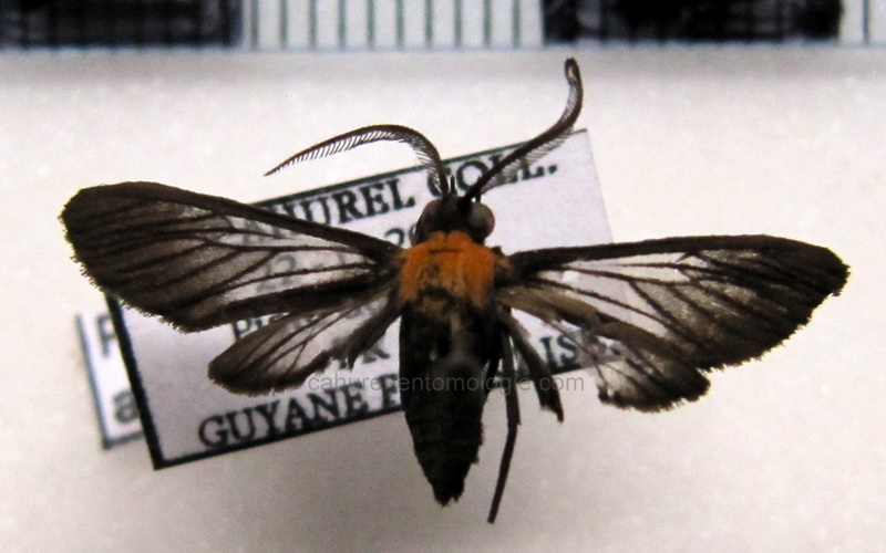  Pseudomya afflicta  male (Walker, 1584)                              