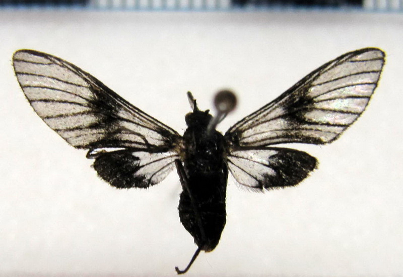 Pseudomya nigrizona Schaus, 1905                               