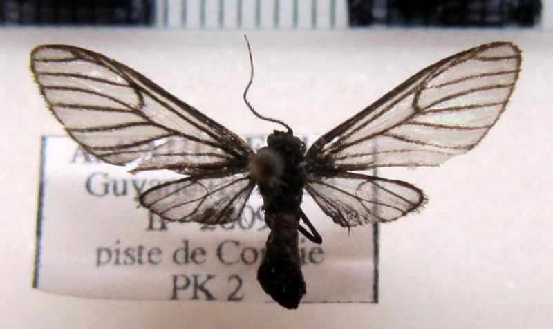  Pseudomya pellucida Schaus, 1892                              