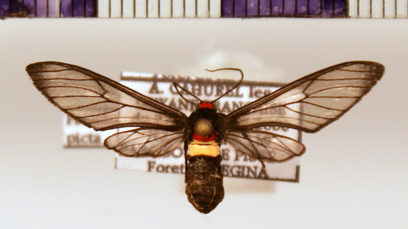 Pseudomya picta femelle  (Schaus, 1894)