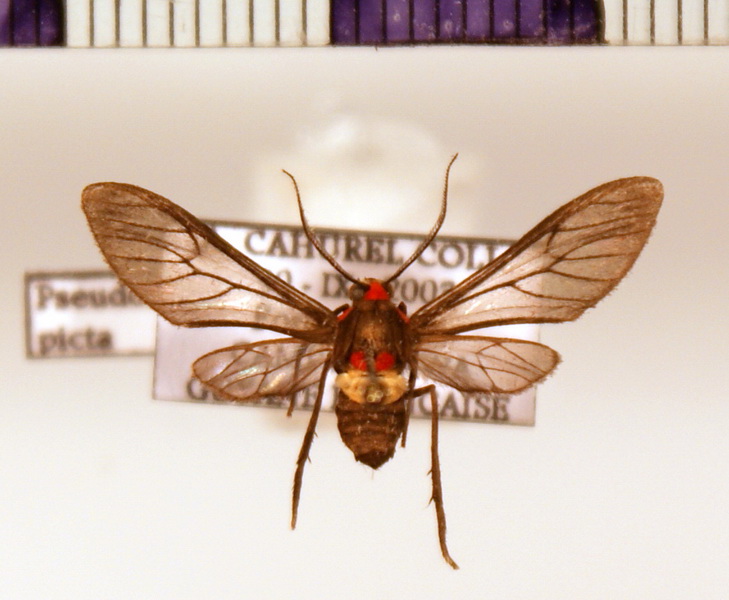 Pseudomya picta male (Schaus, 1894)