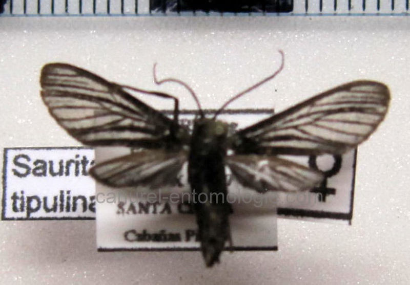  Pseudomya tipulina femelle                            