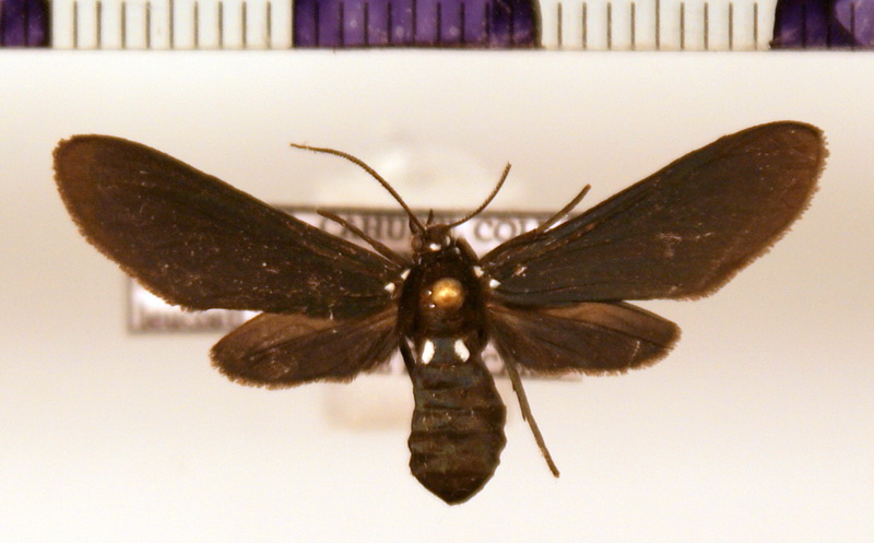 Psoloptera leucosticta  femelle  (Hübner, 1809)