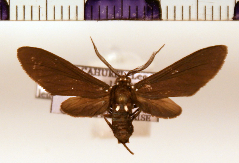Psoloptera leucosticta  male (Hübner, 1809)