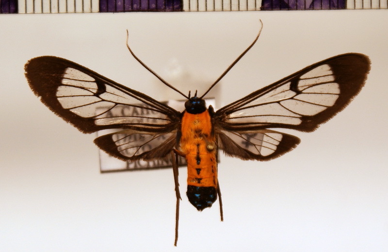 Sarosa notata femelle   Butler, 1876