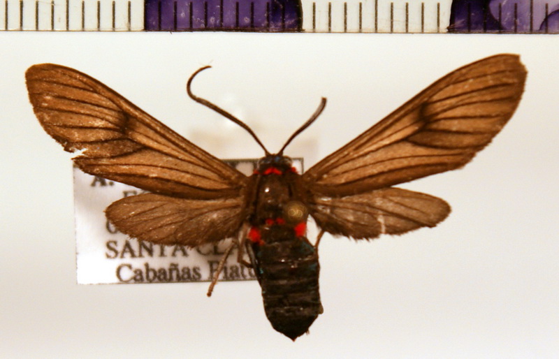 Saurita cassandra mâle (Linnaeus, 1758)
