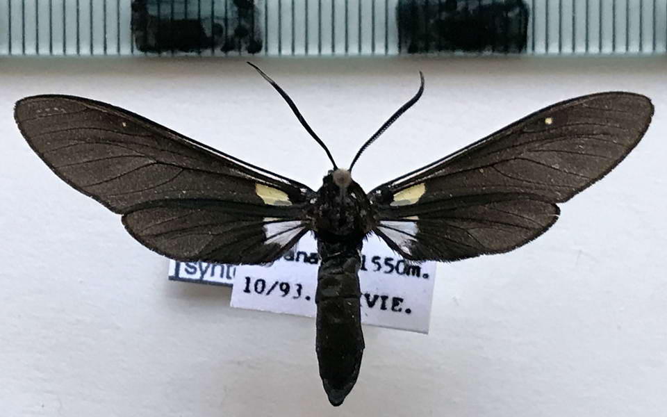  Syntomeida syntomoides mâle  (Boisduval, 1836)