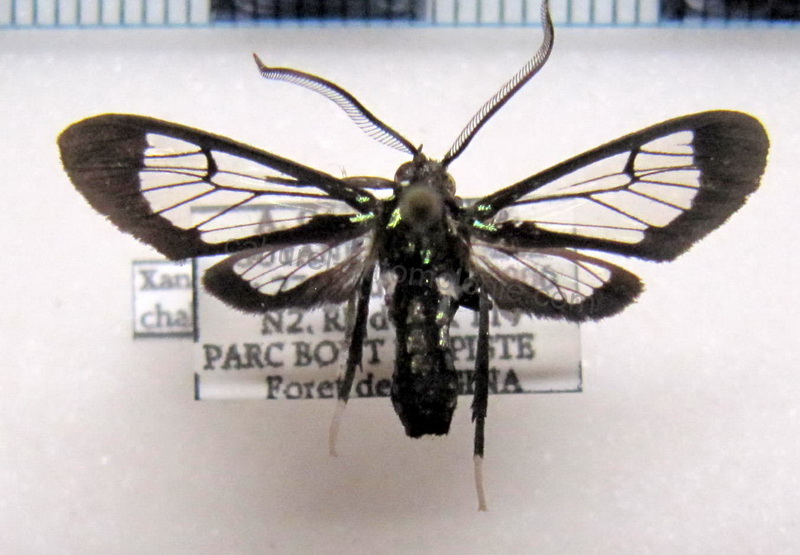  Xanthyda chalcosticta  male (Butler, 1876)                              