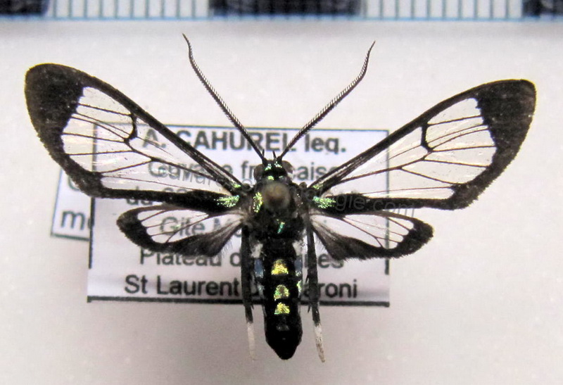 Xanthyda chalcosticta  male (Butler, 1876)                               