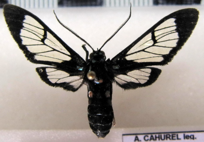 Xanthyda xanthosticta  male (Hampson, 1898)                               
