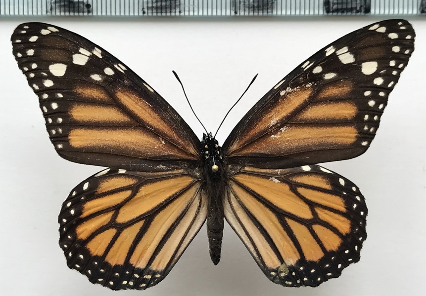  Danaus plexippus femelle    (Linnaeus, 1758) 