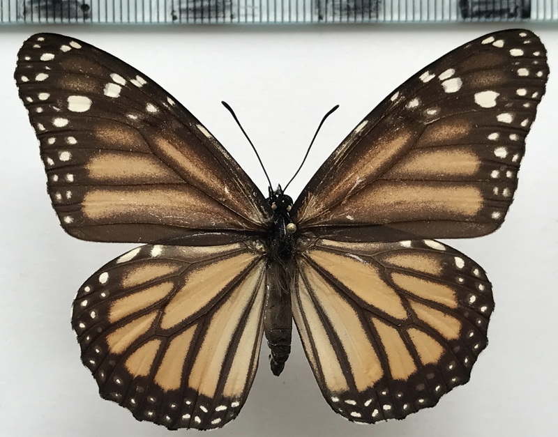   Danaus plexippus femelle    (Linnaeus, 1758) 