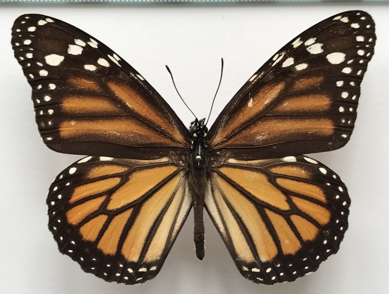   Danaus plexippus femelle    (Linnaeus, 1758) 