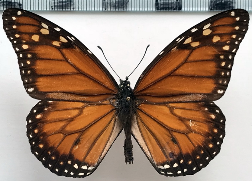  Danaus plexippus mâle    (Linnaeus, 1758) 