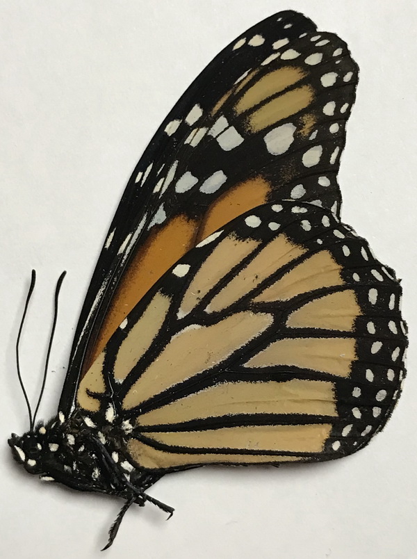 Danaus plexippus mâle    (Linnaeus, 1758) 