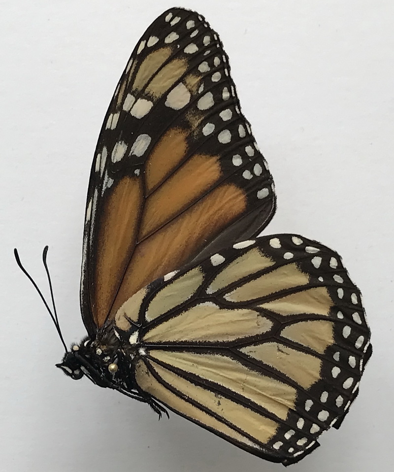  Danaus plexippus mâle    (Linnaeus, 1758) 