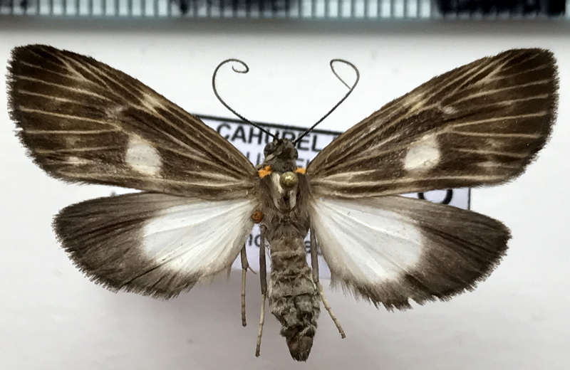 Oricia phryganeata femelle (Warren, 1907)