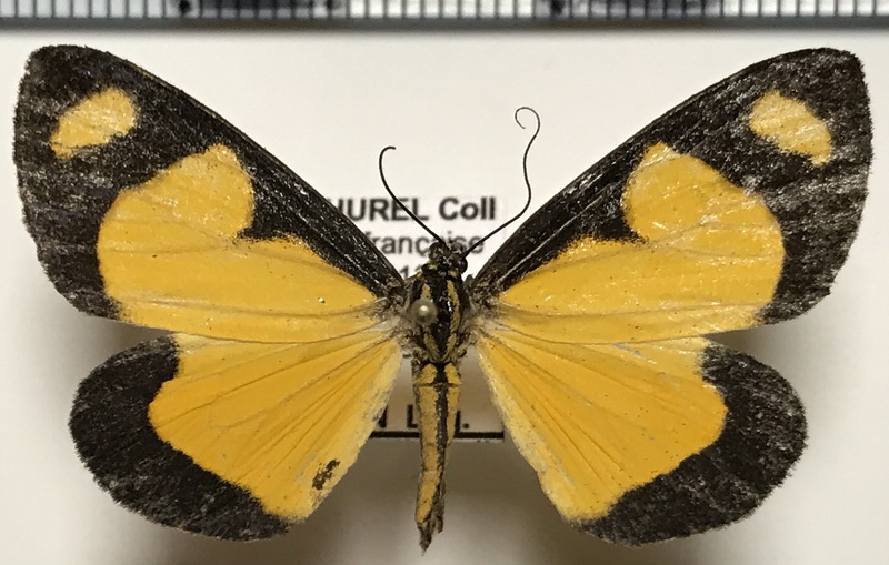 Phaeochlaena bicolor femelle (Möschler, 1877) 