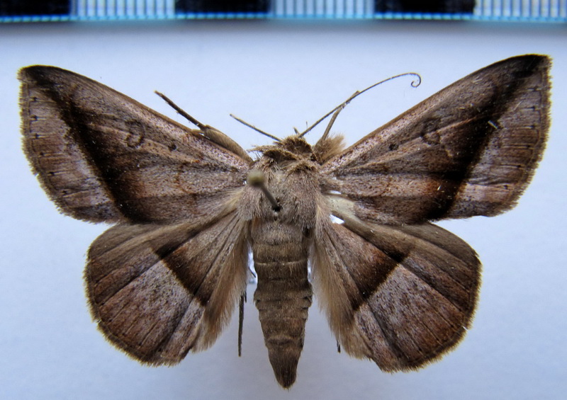  Epidromia poaphiloides    mâle   (Guenée, 1852)                           