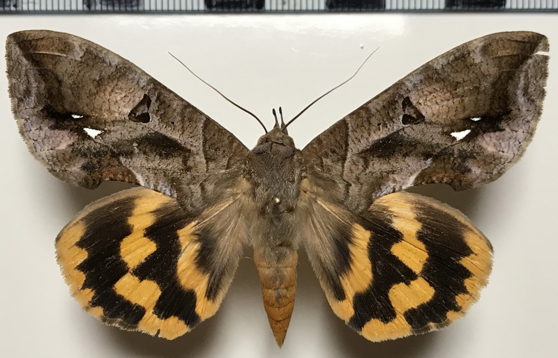 Eudocima procus femelle  (Cramer, 1777) 