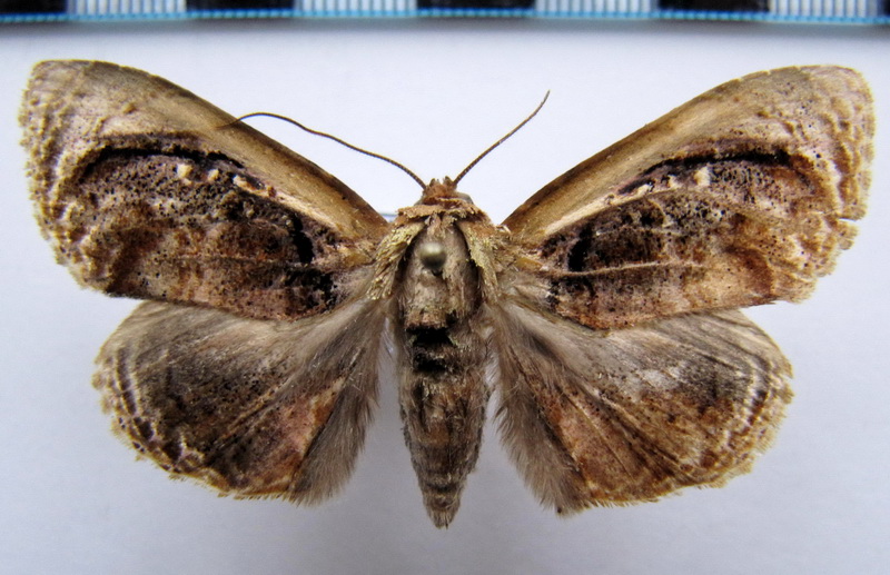 Lepidodes  sp                               