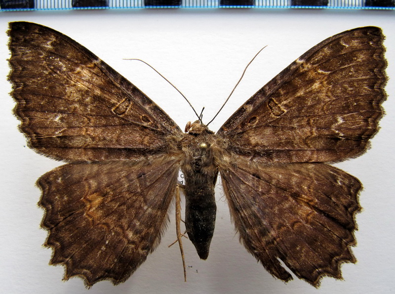  Letis albidentina  Hampson, 1926                                     