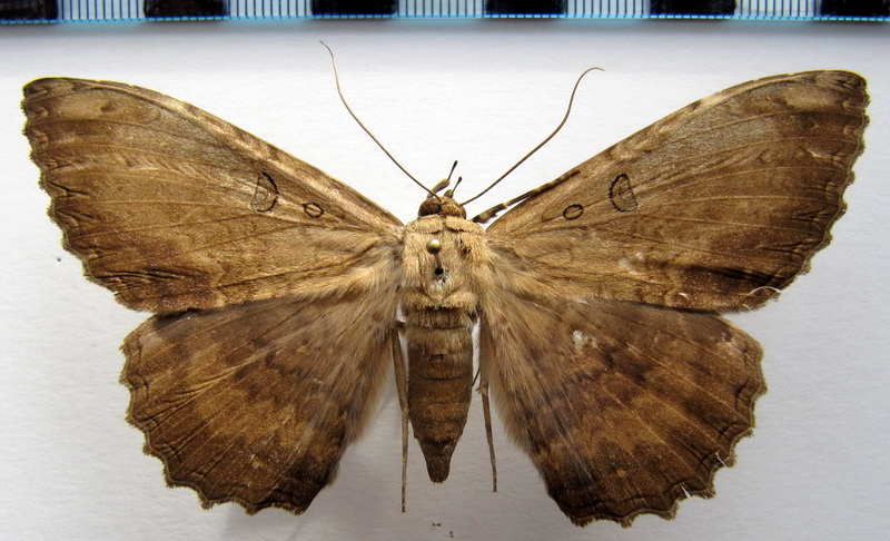   Letis magna femelle (Gmelin, 1790)                                 