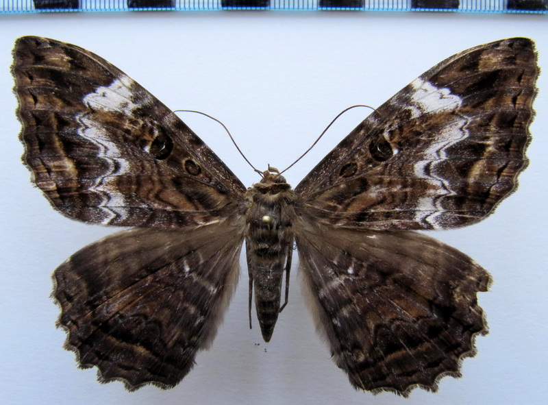  Letis mycerina (Cramer, 1777) femelle                              