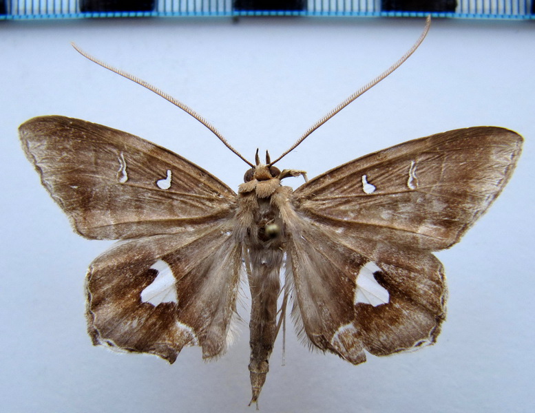 Macrodes cynara  mâle     Cramer, 1775                           