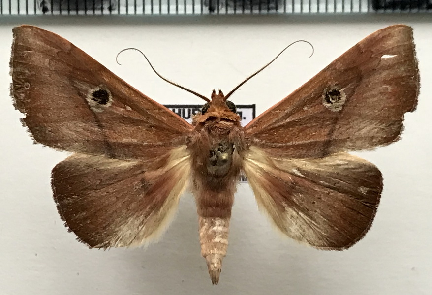 Obroatis cratinus  mâle  Schaus, 1912 