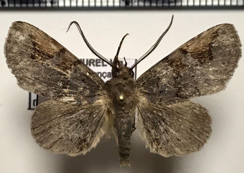 Triommatodes madrina  mâle  Schaus, 1901 
