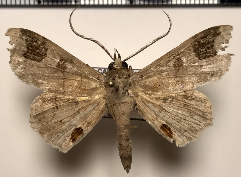 Triommatodes mapiriensis    Dognin, 1912       mâle      