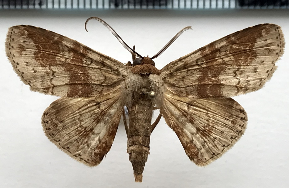 Triommatodes padrina mâle  Schaus, 1901 
