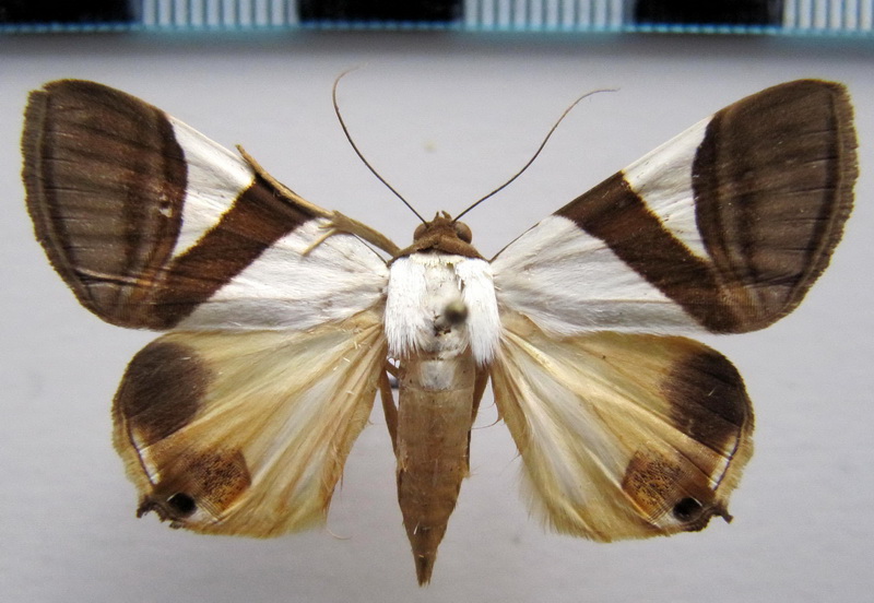 Eulepidotis  dominicata     (Guenée, 1852)                          