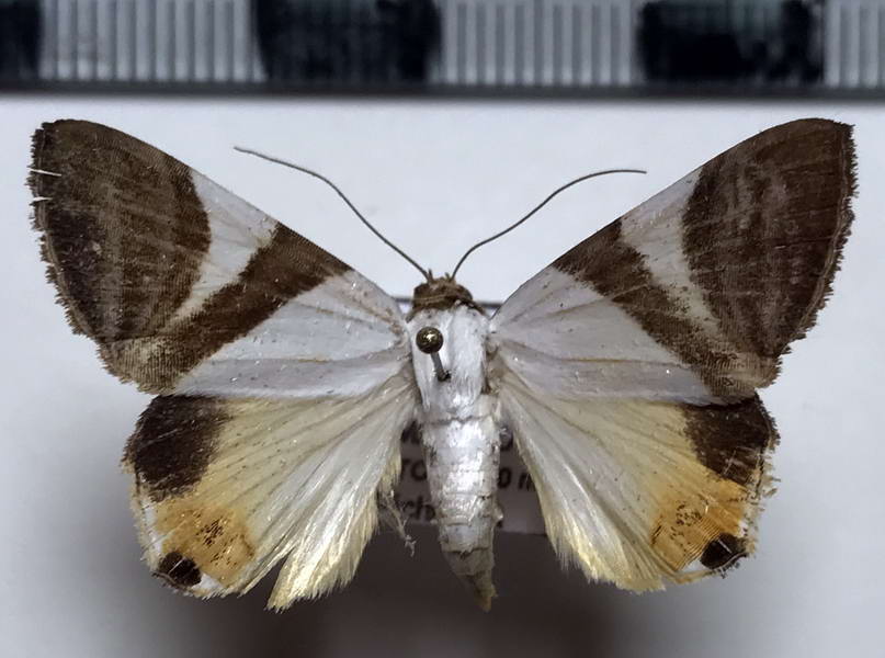  Eulepidotis electa  mâle Dyar, 1914