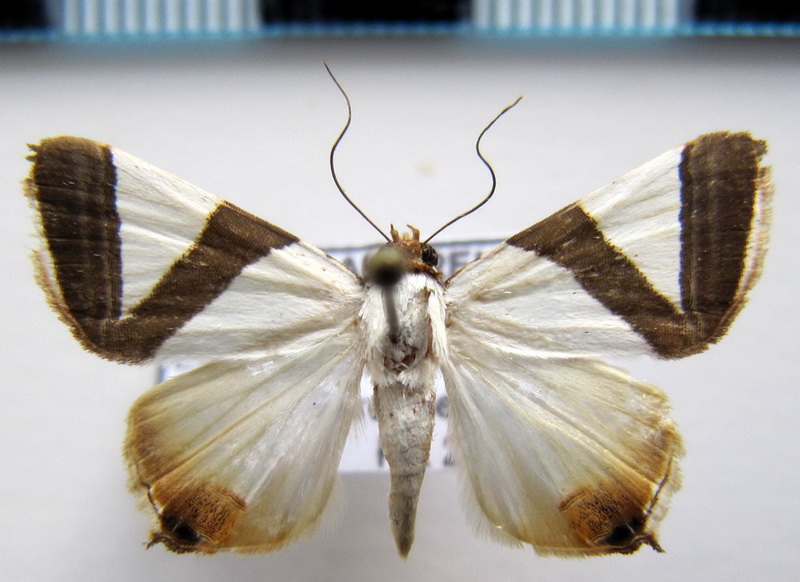 Eulepidotis  rectimargo       (Guenée, 1852)                        