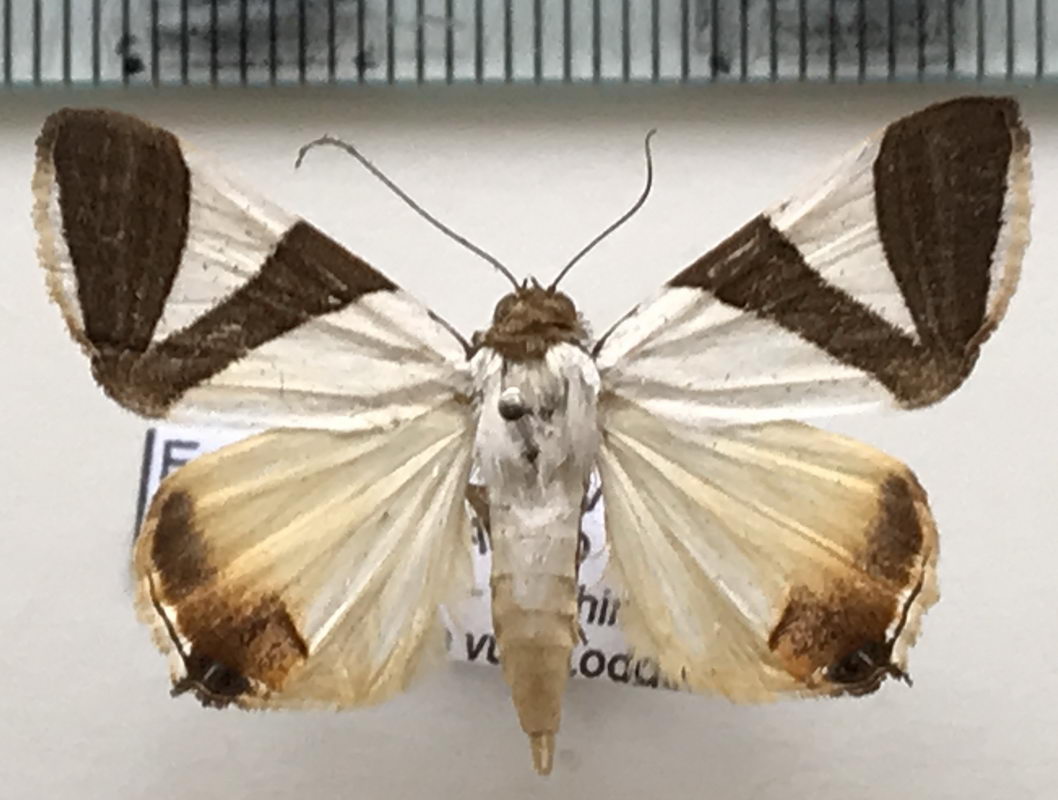  Eulepidotis  sp 533 mâle