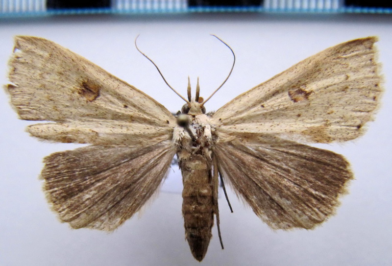   Herminodes xanthipterygia     Kaye, 1901                                