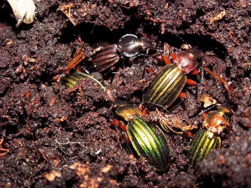  Carabus auronitens en loge, Forme individuelle cuprea et forme typique