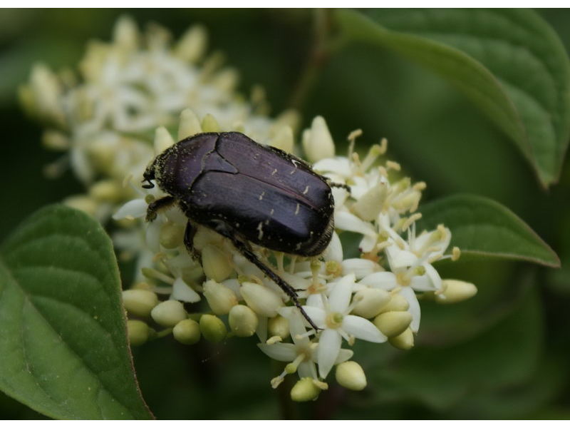 Cetonia aurata