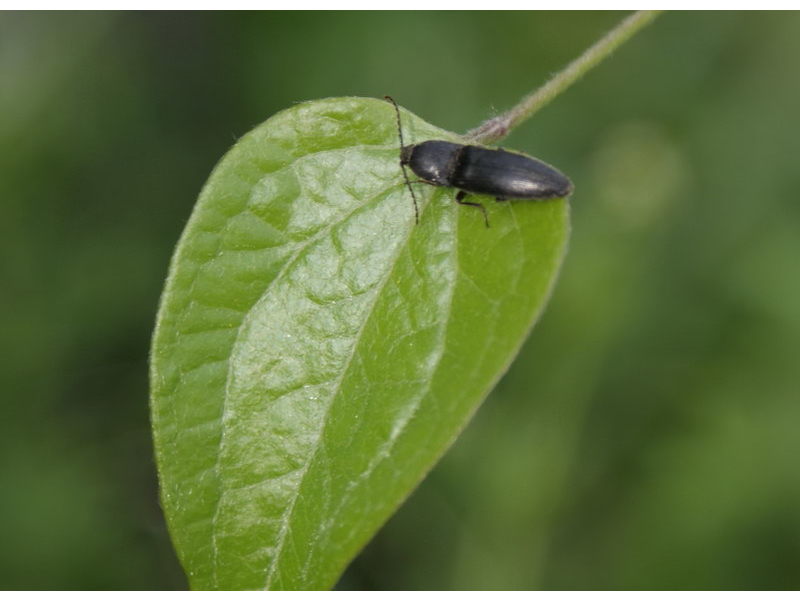  Taupin, Elateridae