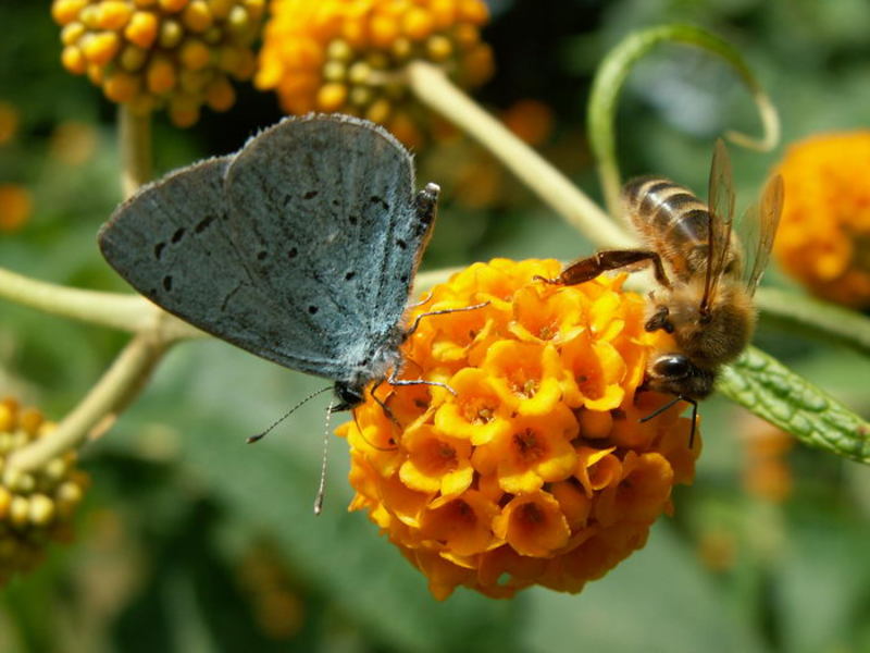 Celastrina argiolus