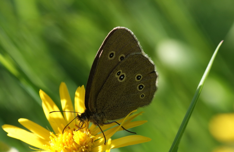  Aphanthopus hyperanthus