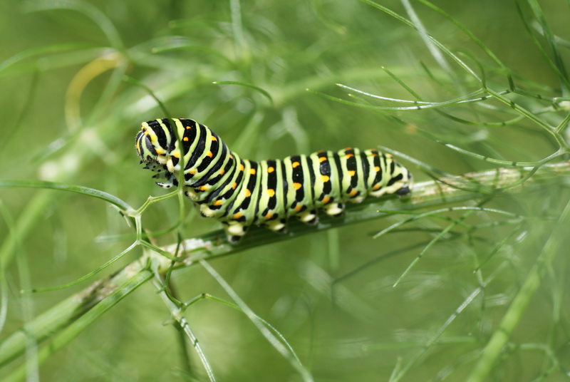 Papilio machaon chenille