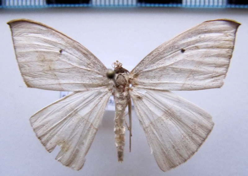 Dolerophyle nerisaria    (Walker, 1860)                            