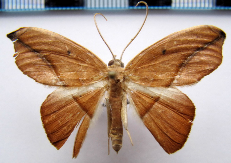 Astatomorpha virgultaria    Felder 1875                            